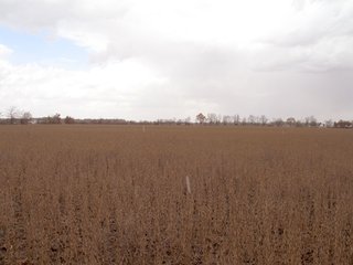 Property photo 9 - 97 +/- Acres Tillable Land Auction